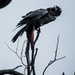 South-eastern Red-tailed Black Cockatoo - Photo (c) Ben Zeeman, some rights reserved (CC BY-NC), uploaded by Ben Zeeman