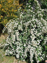 Spiraea crenata