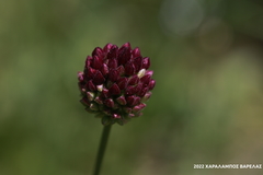 Allium rotundum