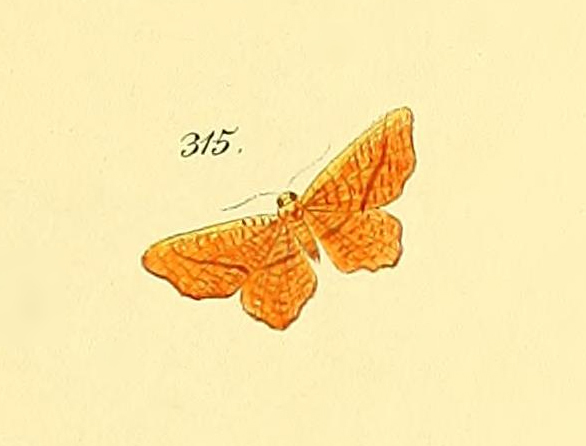 Macrogonia igniaria