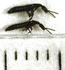 Leptacinus pusillus