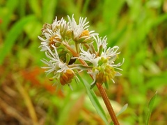 Reseda phyteuma