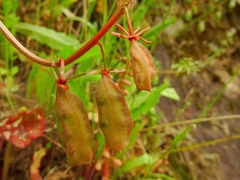 Reseda phyteuma
