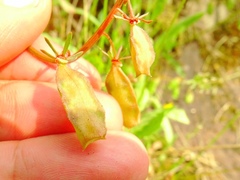 Reseda phyteuma