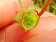 Reseda phyteuma