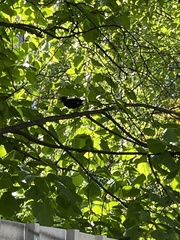 Turdus merula