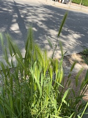 Hordeum murinum