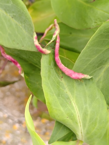 valerian psyllid