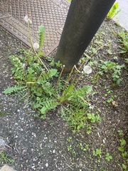 Taraxacum officinale