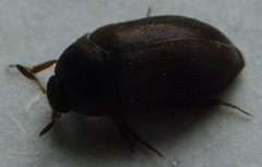 Attagenus schaefferi