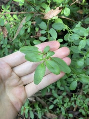 Gonocarpus oreophilus
