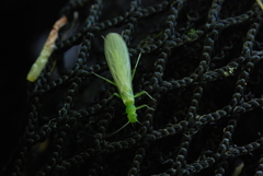 Chloroperlidae