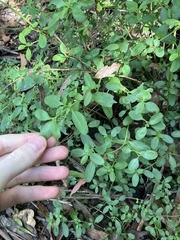 Gonocarpus oreophilus