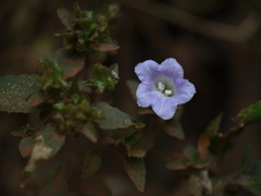 Strobilanthes ixiocephala