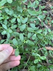 Gonocarpus oreophilus