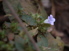 Strobilanthes ixiocephala