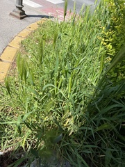 Hordeum murinum