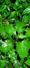 Gynura