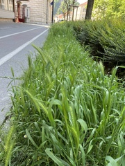 Hordeum murinum