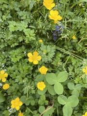 Ranunculus repens