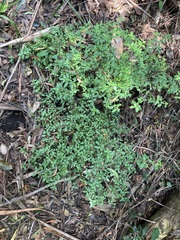 Gonocarpus oreophilus