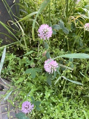 Trifolium pratense