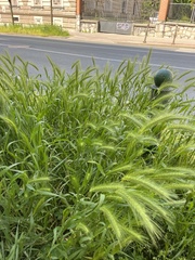 Hordeum murinum