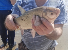 Leuciscus idus idus sibiricus