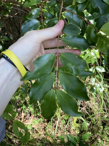 Image of Rose Myrtle (Archirhodomyrtus beckleri) by (c) Thomas Mesaglio, some rights reserved (CC BY)