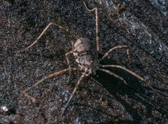 Hadrobunus maculosus