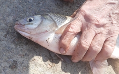 Leuciscus idus idus sibiricus