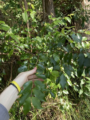 Image of Rose Myrtle (Archirhodomyrtus beckleri) by (c) Thomas Mesaglio, some rights reserved (CC BY)
