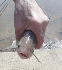 Leuciscus idus idus sibiricus