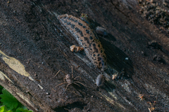 Hadrobunus maculosus