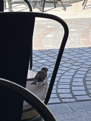 Passer domesticus