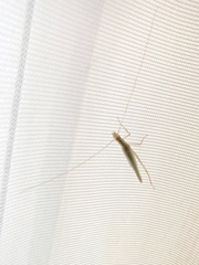 Oecanthus