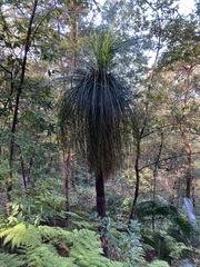 Xanthorrhoea malacophylla