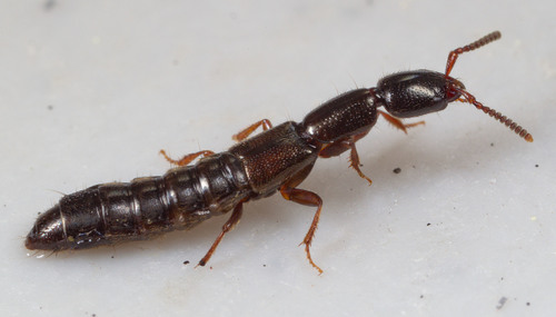 Linear Rove Beetle