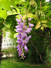 Wisteria sinensis