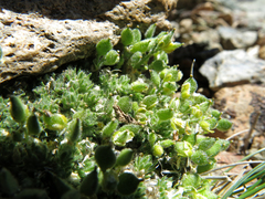 Draba densifolia