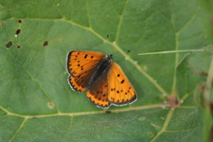 Lycaena violacea