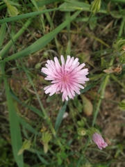 Crepis rubra