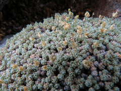 Draba subumbellata