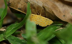 Notarcha aurolinealis