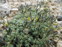 Draba subumbellata