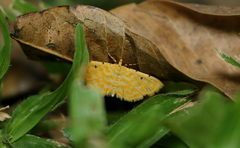 Notarcha aurolinealis