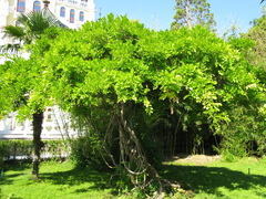 Wisteria sinensis
