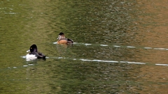 Aythya collaris