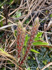 Phlegmariurus catacachiensis