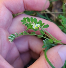 Ornithopus perpusillus